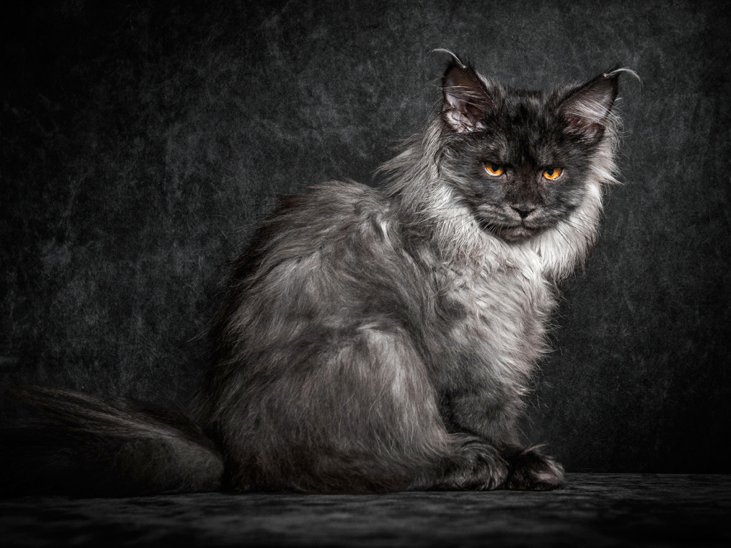 Пепельный кот породы мейн кун на черном фоне