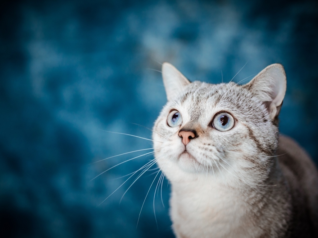 Красивая голубоглазая кошка на голубом фоне