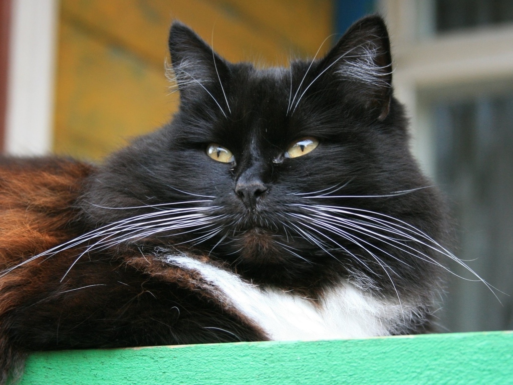 Красивый пушистый черный кот с зелеными глазами