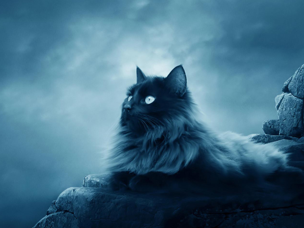 Большой черный кот лежит на камнях 