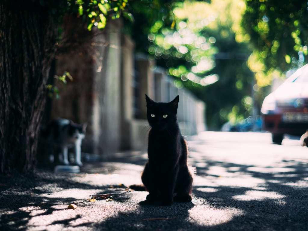 Черный зеленоглазый кот сидит на дороге