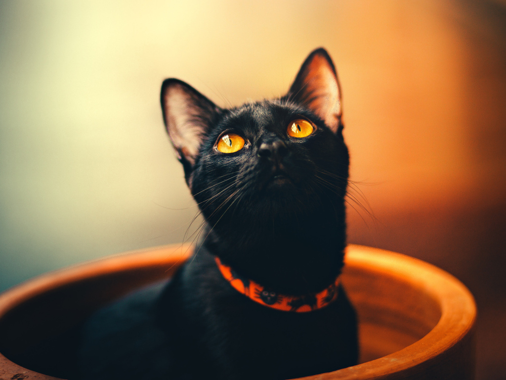 Черный желтоглазый кот с ошейником в миске