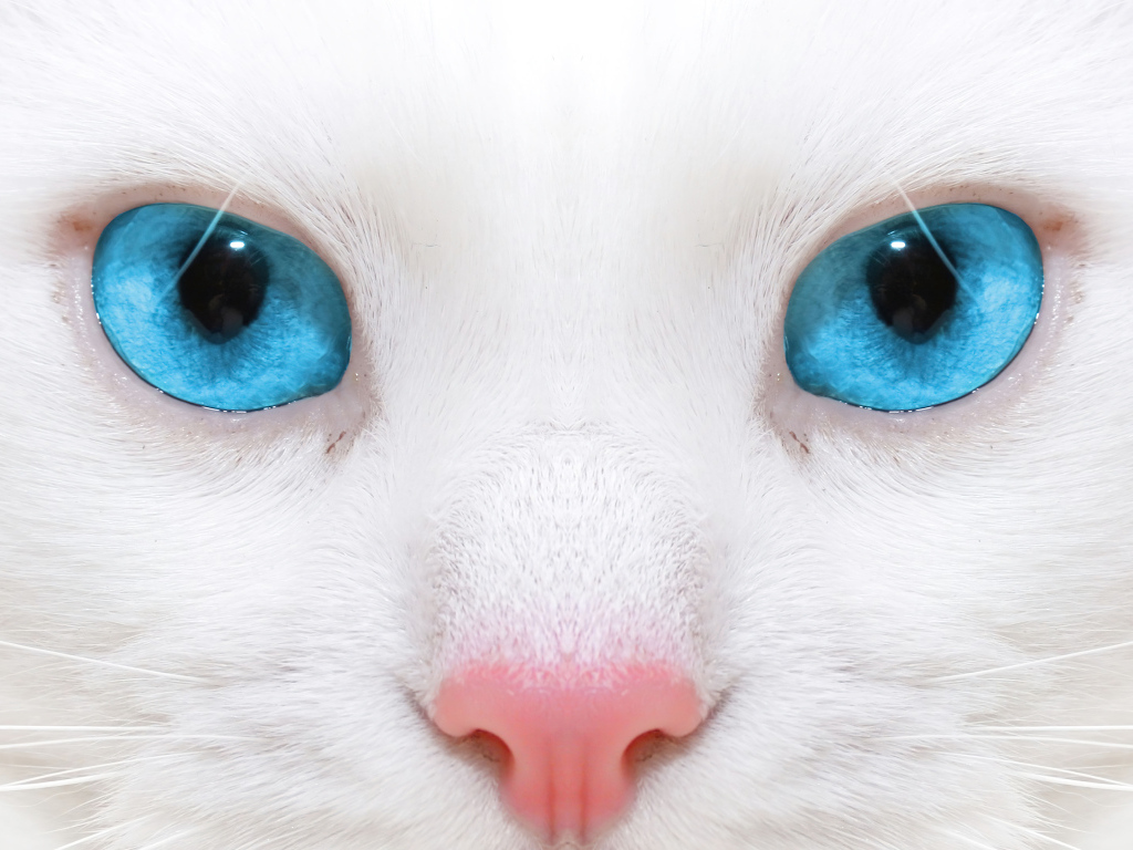 Голубоглазая кошка с розовым носом