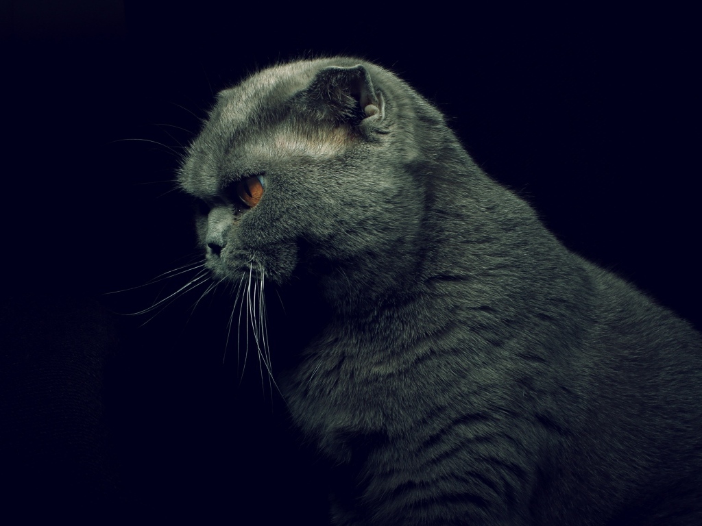 Британская кошка на черном фоне