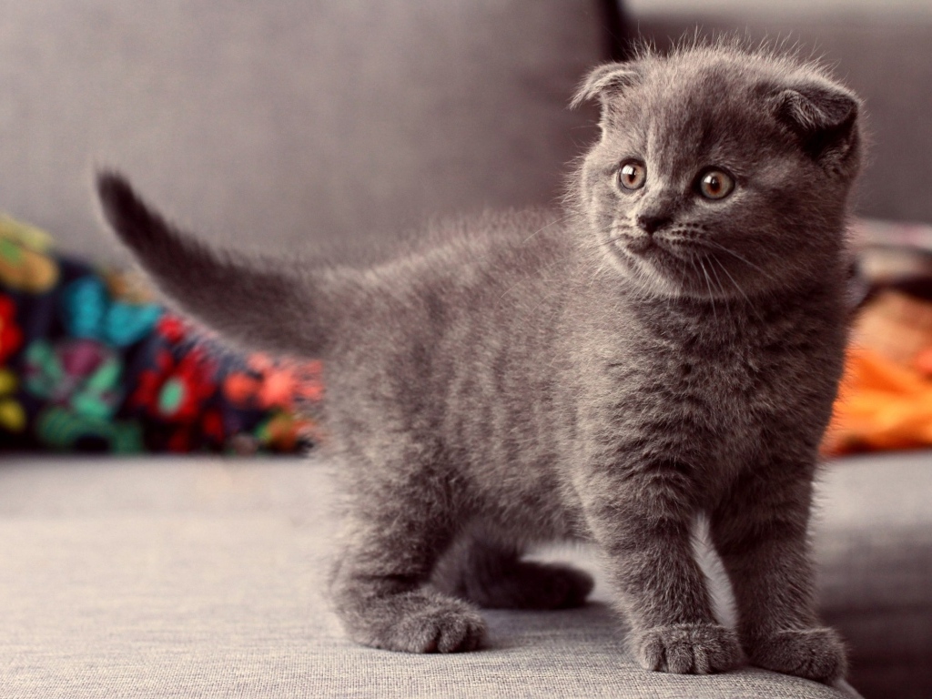 Британский вислоухий серый котенок