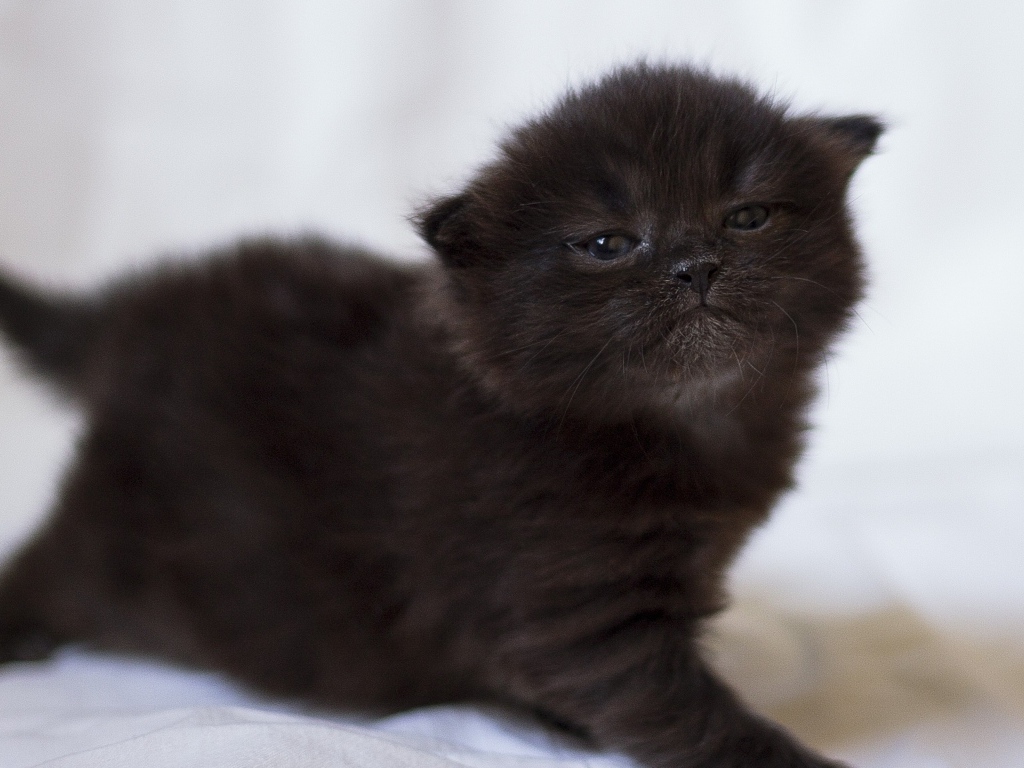 Милый маленький черный котенок крупным планом