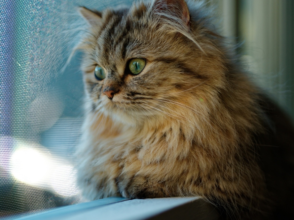 Пушистый серый зеленоглазый кот смотрит в окно 