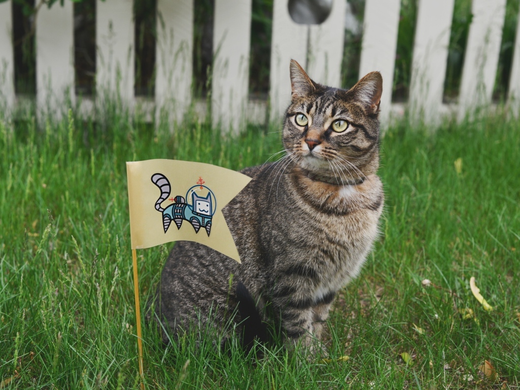 Серый кот с флажком сидит в зеленой траве