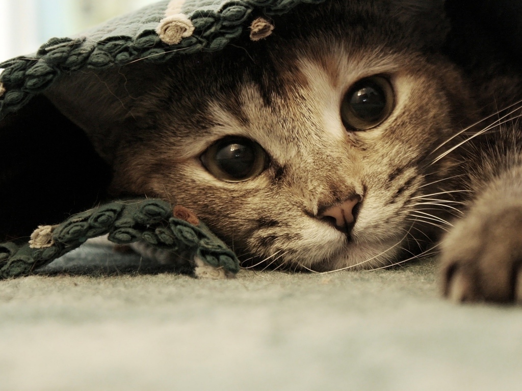 Серый котенок лежит под покрывалом