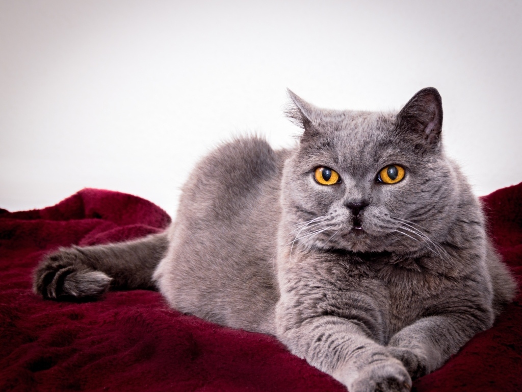Серый породистый кот с желтыми глазами 