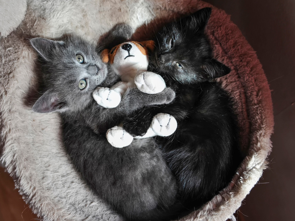 Два котенка с игрушкой смотрят вверх 