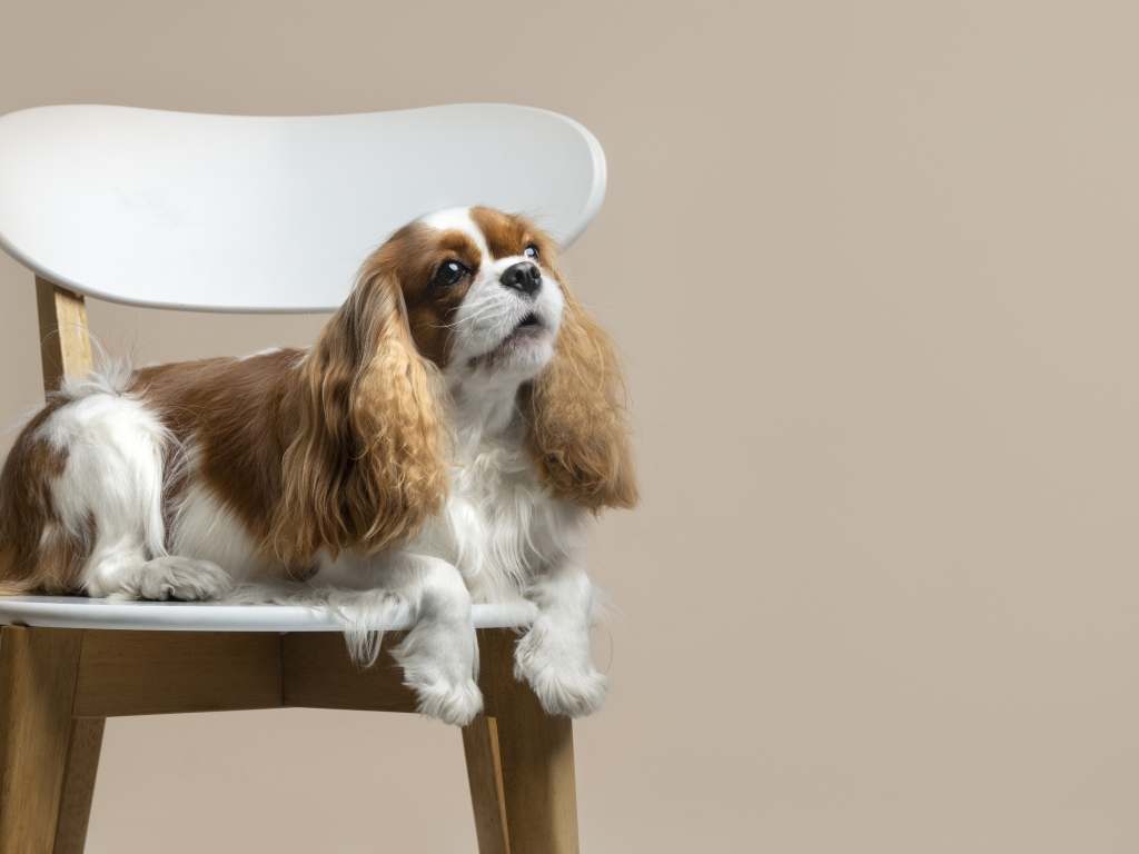 Красивый пес лежит на стуле на сером фоне