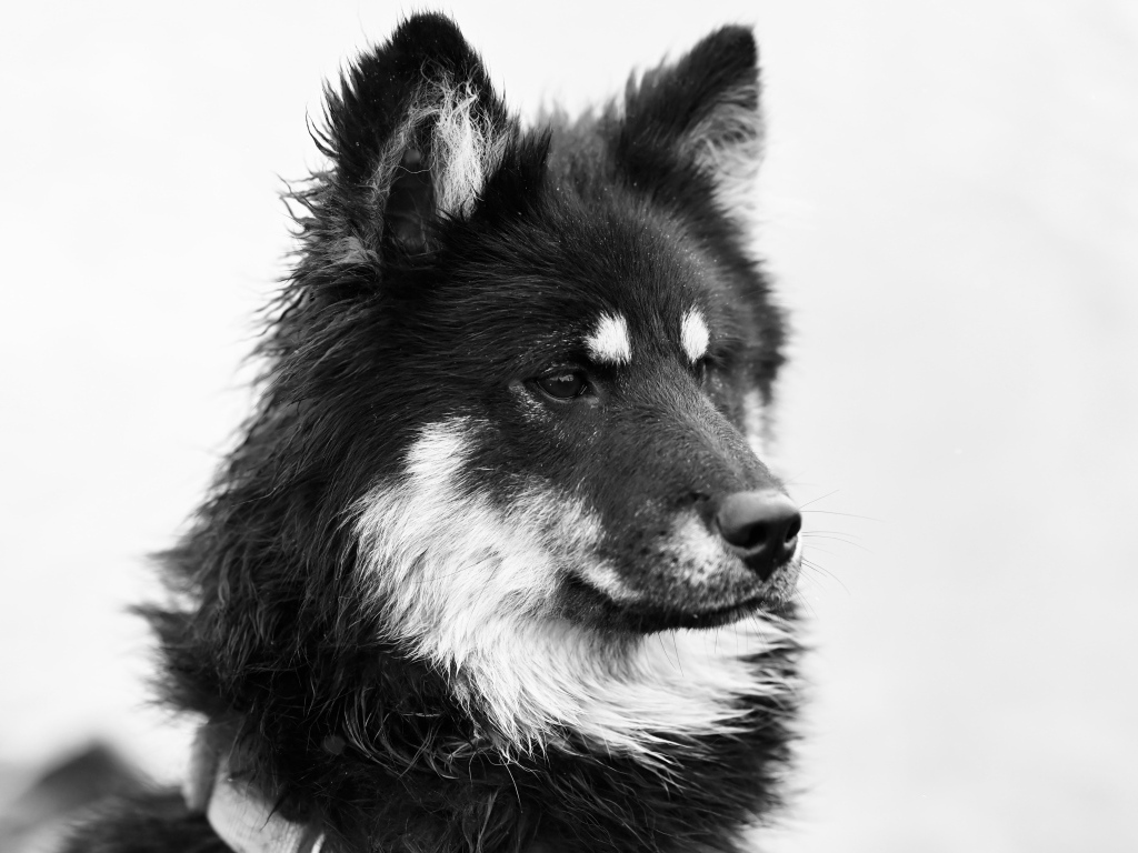 Черное белое фото породистой собаки
