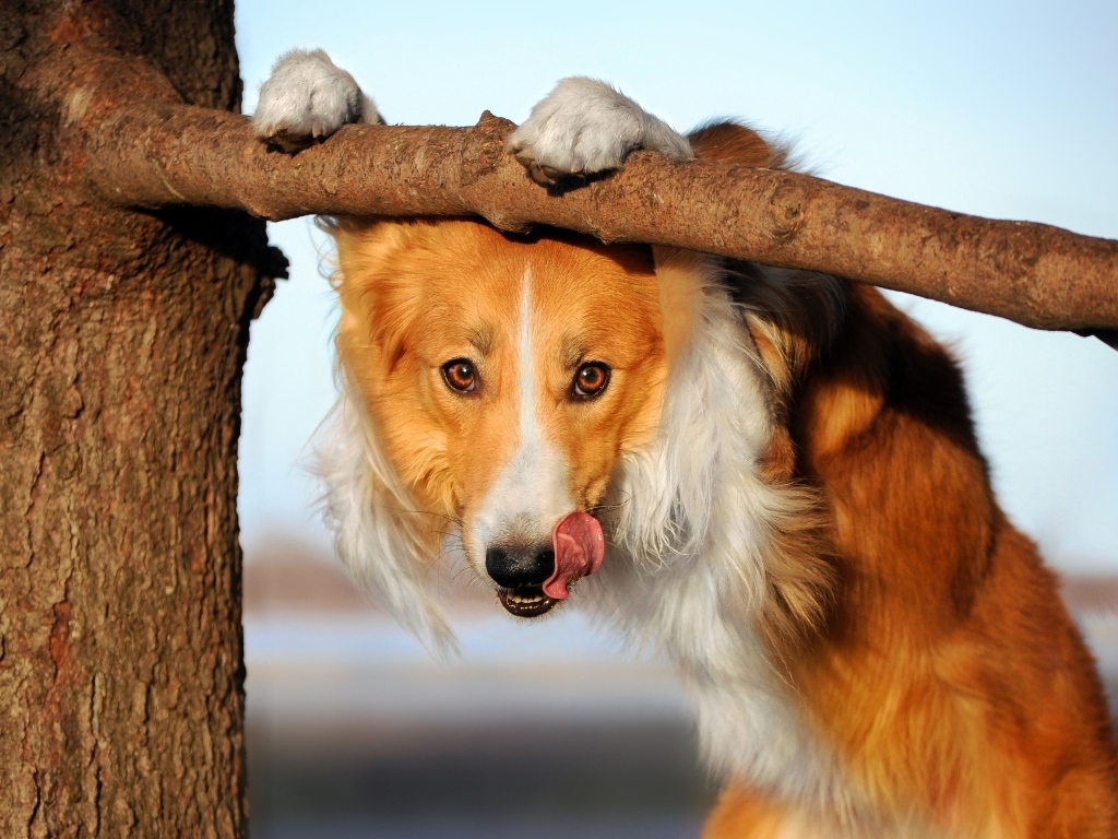 Собака бордер колли с высунутым языком у ветки