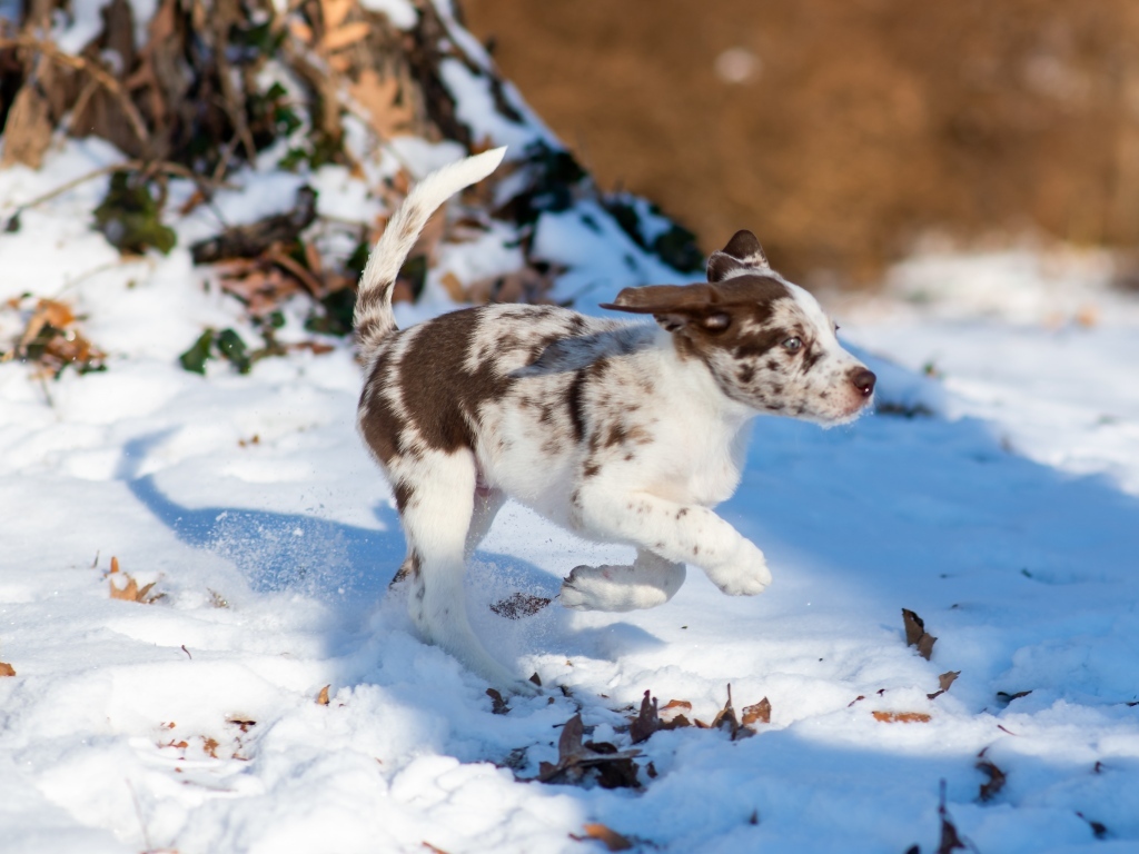 Веселый щенок бежит по снегу