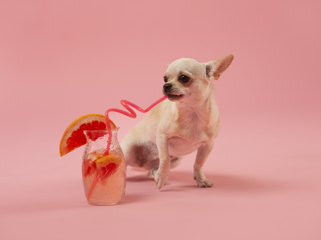 Собака чихуахуа пьет коктейль на розовом фоне