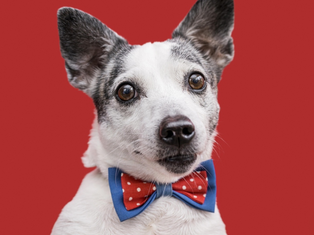 Собака с бантиком на красном фоне