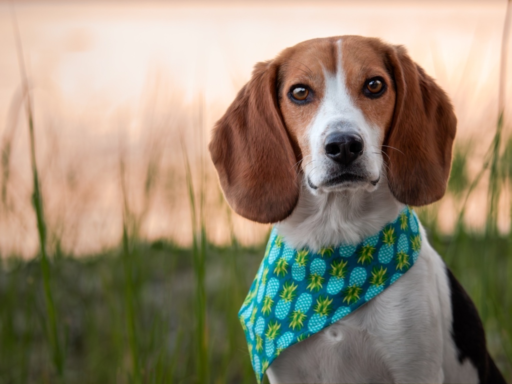 Собака с платком на шее