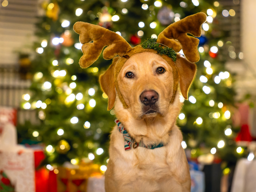Собака с рогами оленя у новогодней ели