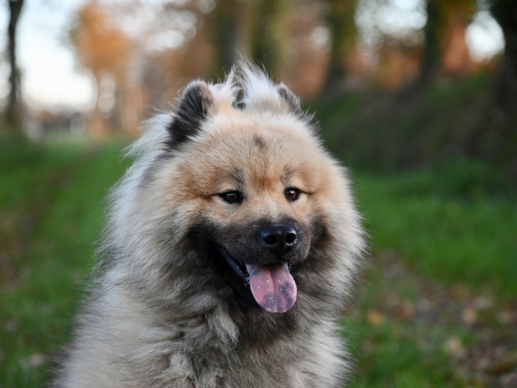 Евразийский щенок с высунутым языком