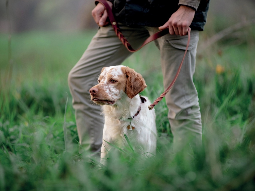 Охотничья собака с хозяином в траве