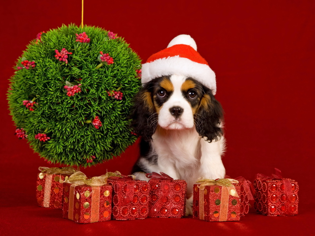 Кинг чарльз спаниель с подарками на Рождество