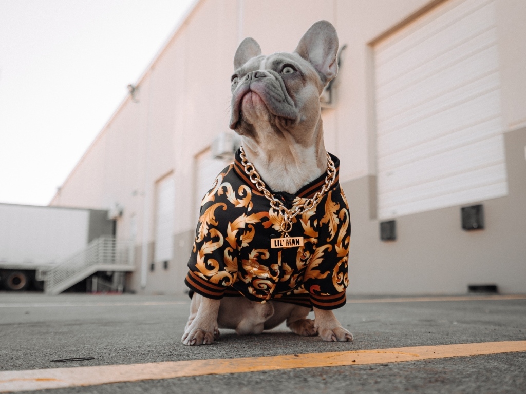 Большой французский бульдог в костюме с золотой цепью 