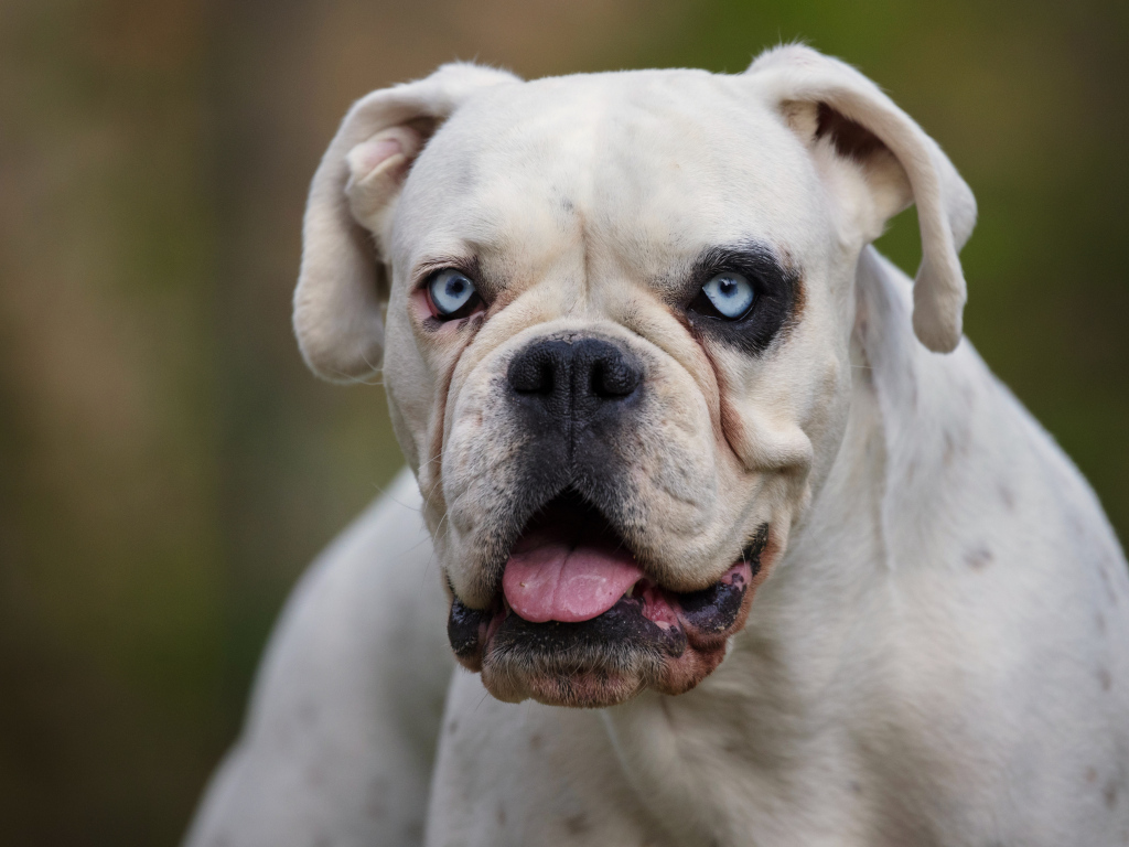 Большой белый немецкий боксер с голубыми глазами