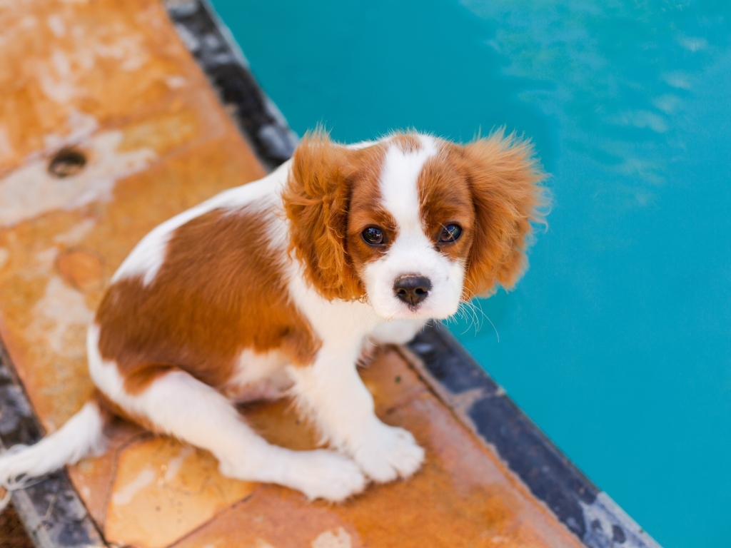 Маленький Кинг-чарльз-спаниель сидит у бассейна
