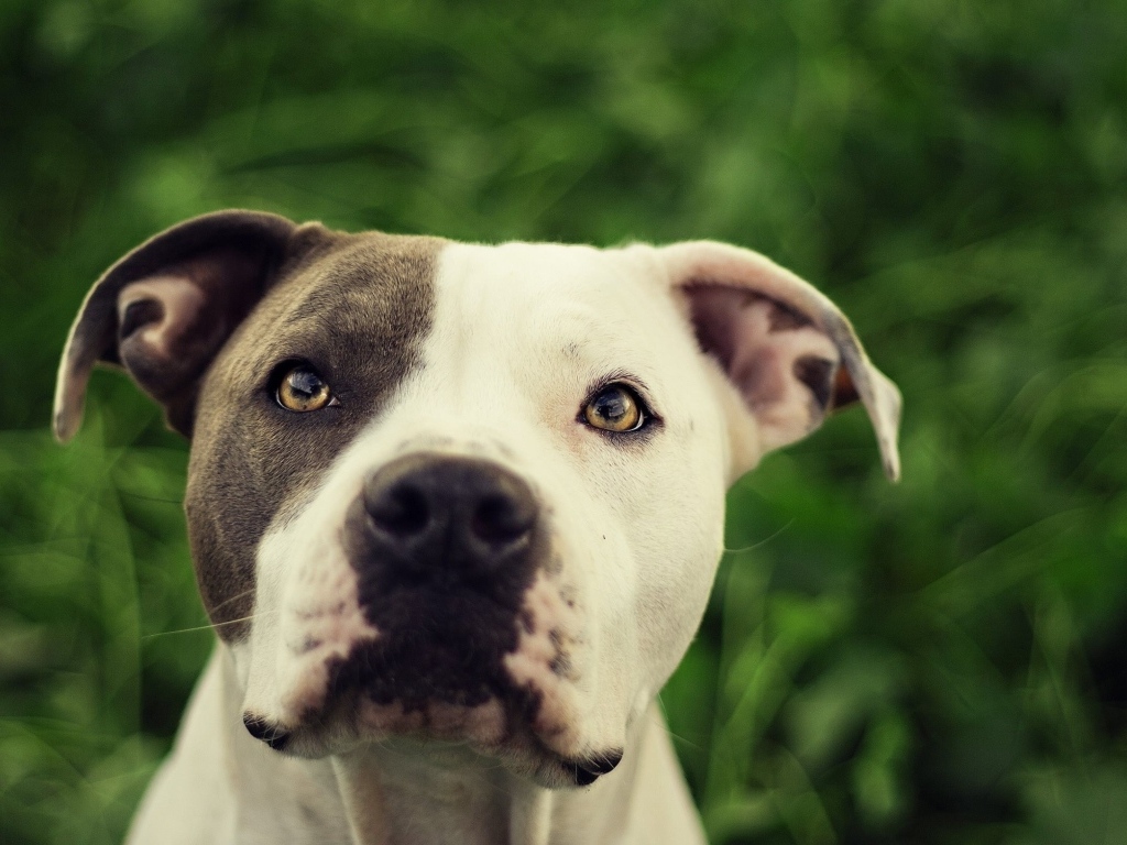 Морда питбуля крупным планом