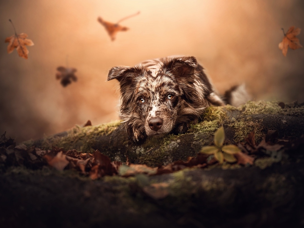 Грустная австралийская овчарка лежит на земле в парке