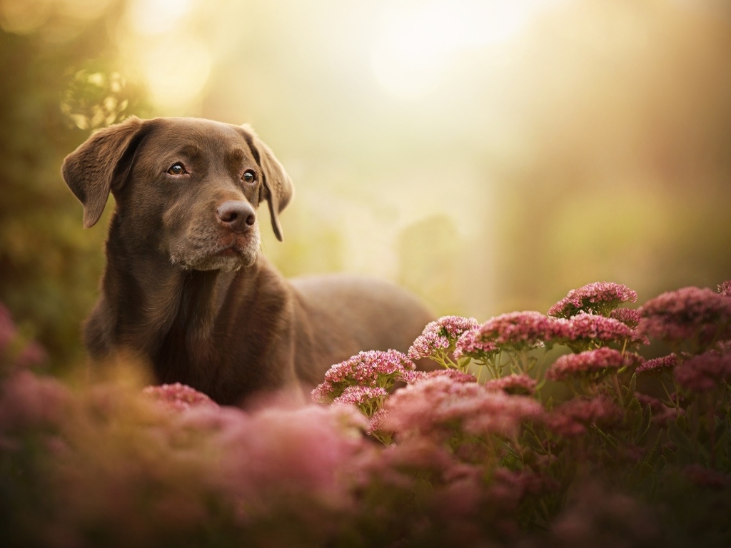 Грустный лабрадор в розовых цветах 