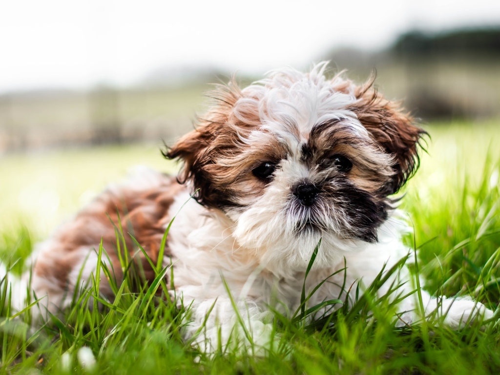 Собака породы ши-тцу лежит на зеленой траве