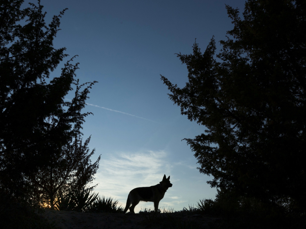 Силуэт немецкой овчарки на фоне неба ночью 