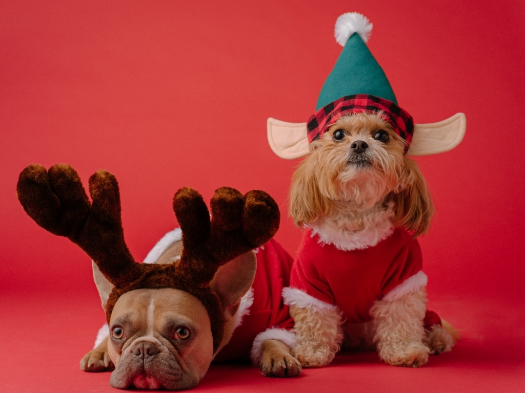 Две породистые собаки в новогодних костюмах на красном фоне