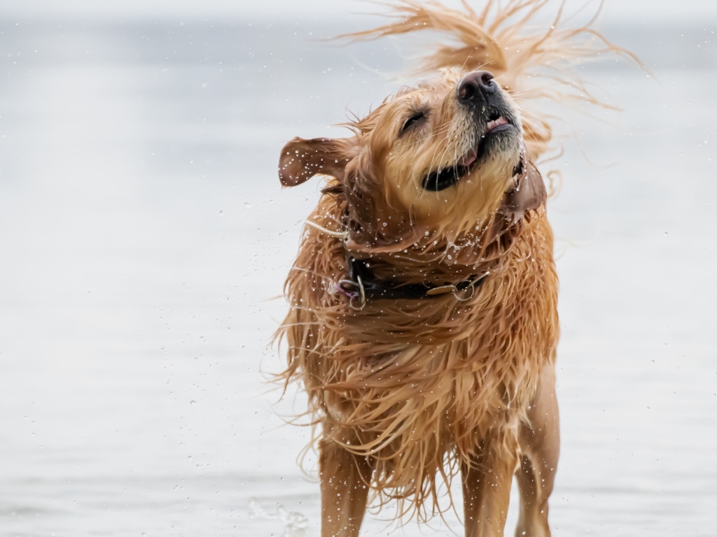 Мокрый золотистый ретривер в воде