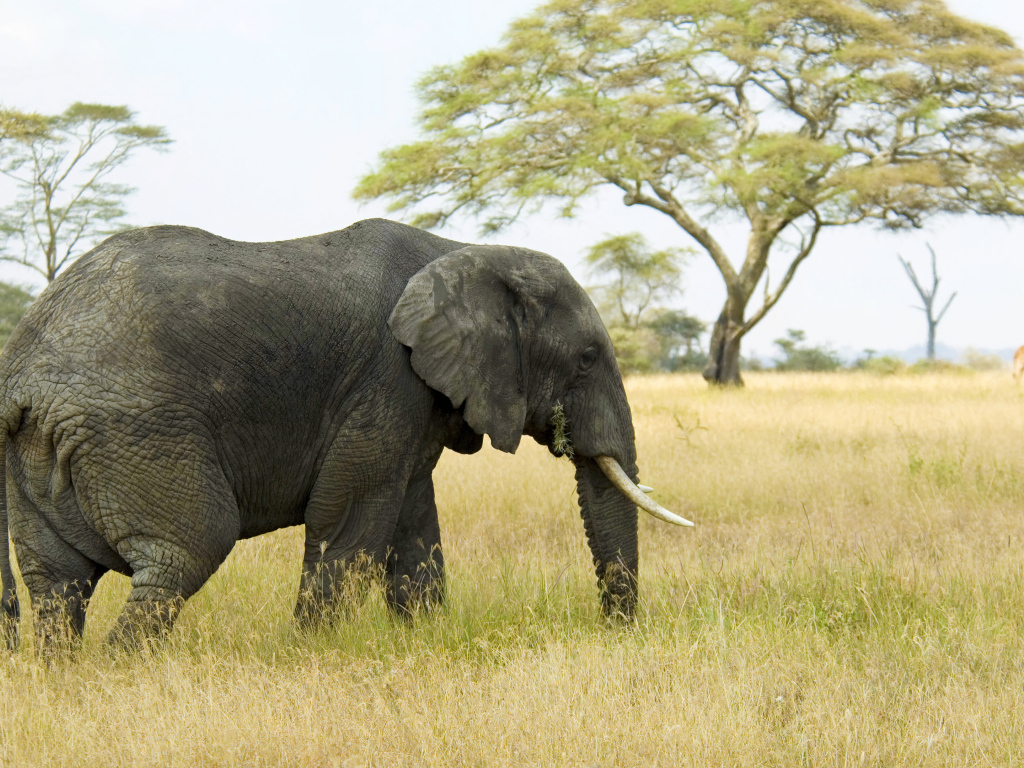 Большой серый слон идет по зеленой траве