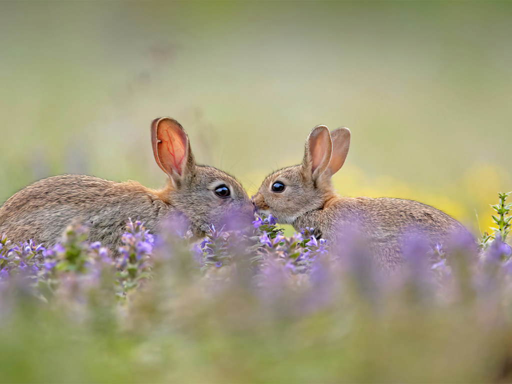 Два милых зайца в цветах 