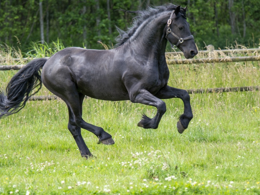 Черный большой конь скачет по зеленой траве