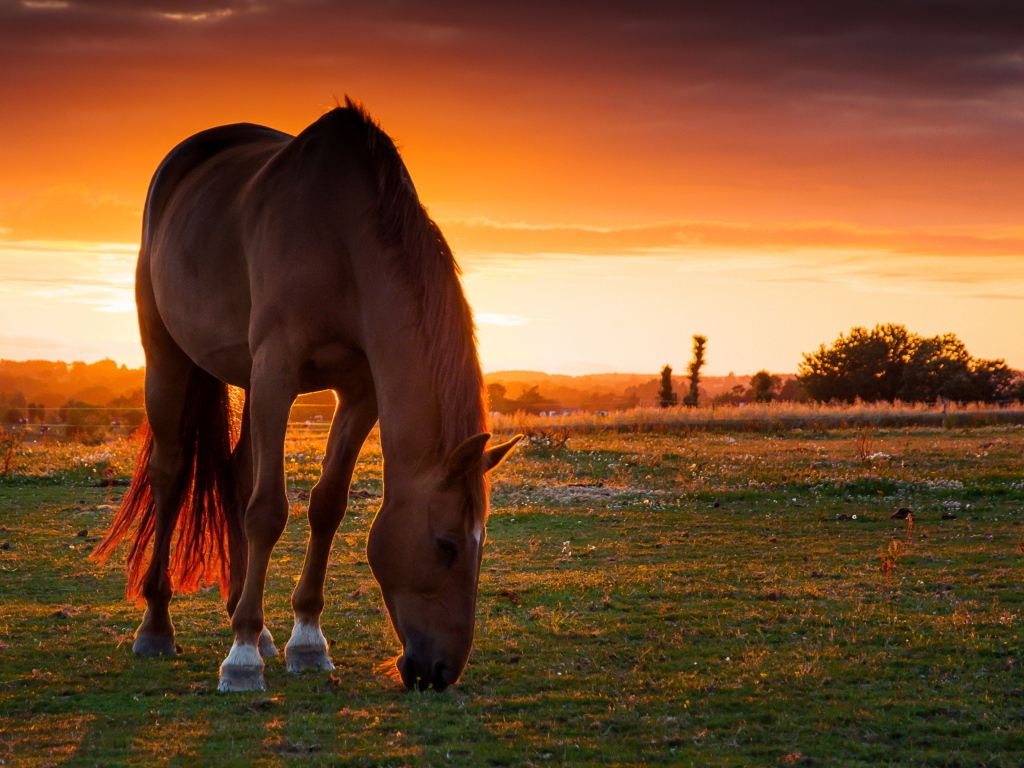 Красивая коричневая лошадь на пастбище на закате