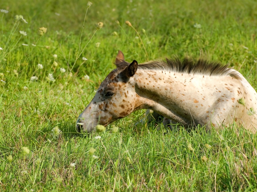Маленькая пятнистая лошадь лежит на траве