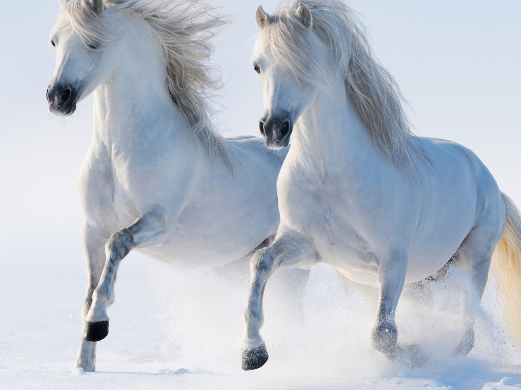 Две белые лошади скачут по снегу