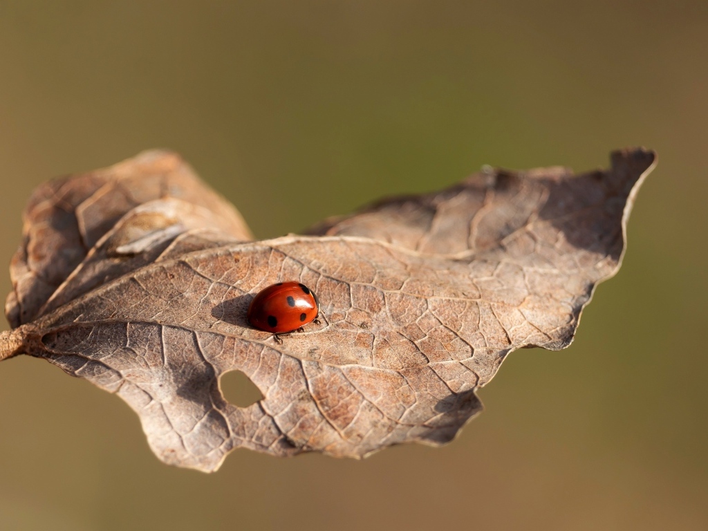 Красная божья коровка сидит на сухом листке