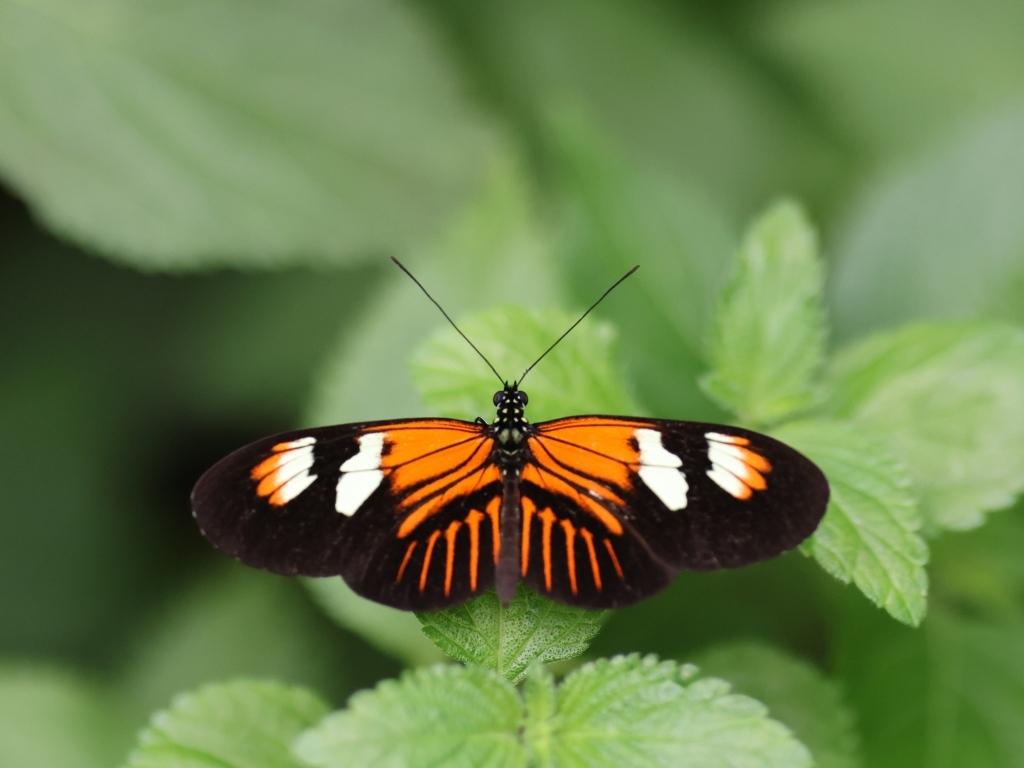 Красивая бабочка расправила крылья на зеленом листке