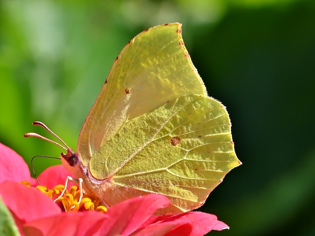 Красивая желтая бабочка сидит на цветке циннии 