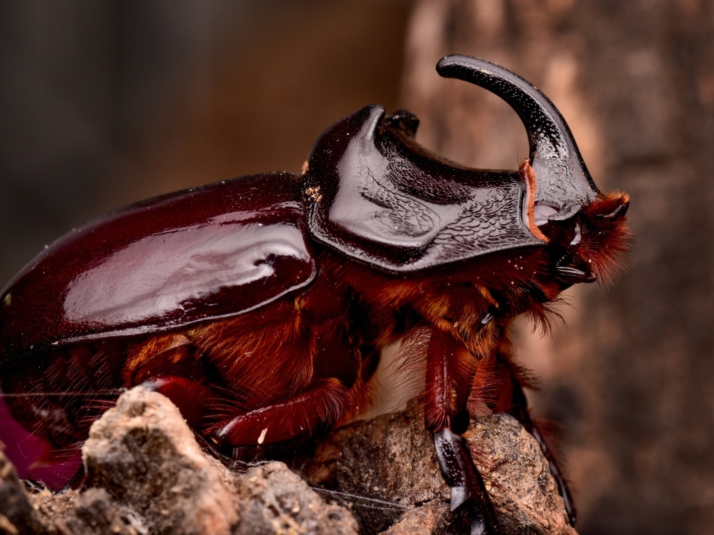 Большой коричневый жук носорог 