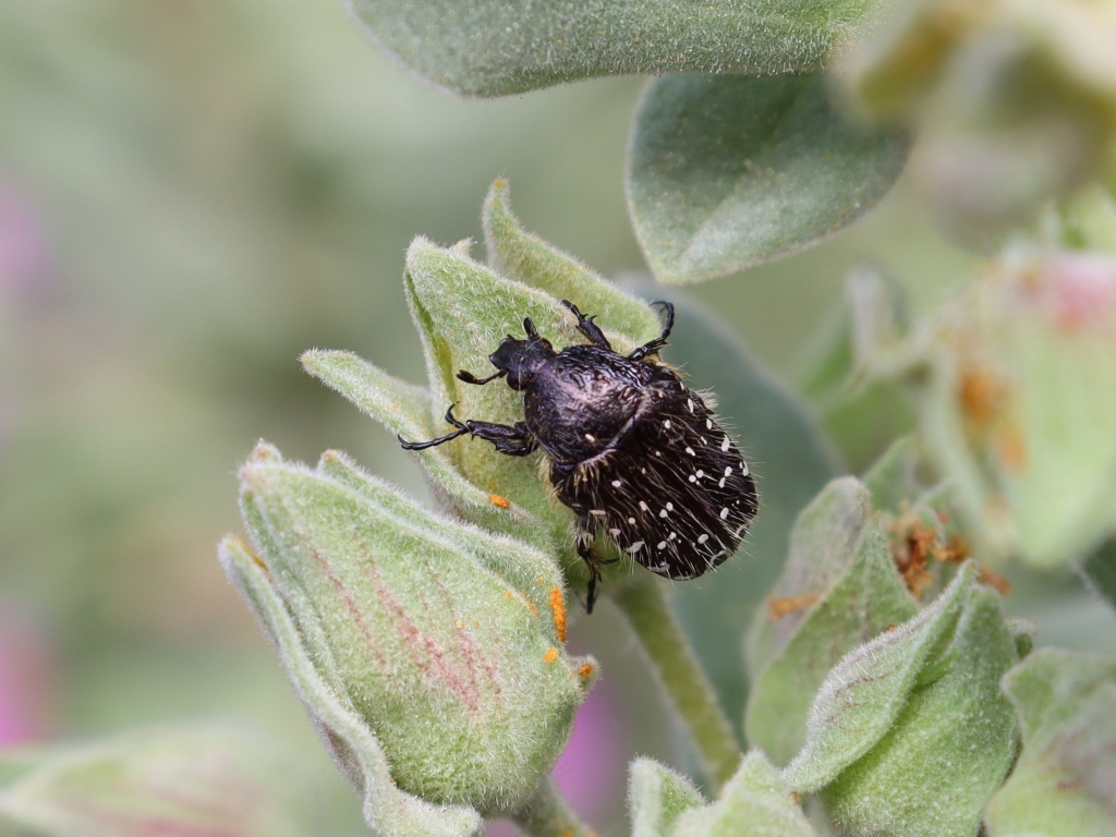 Черный жук сидит на зеленом растении