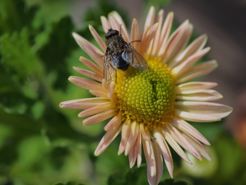 Черная муха сидит на цветке астры