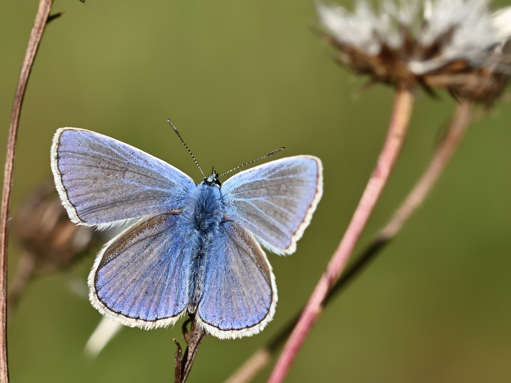 Голубая бабочка сидит на сухой траве