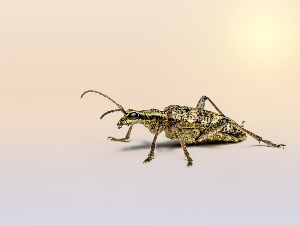 Большой чернопятнистый усач крупным планом